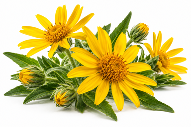 Ingredientes-Arnica-montana